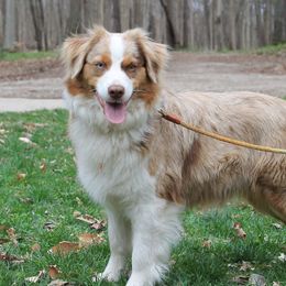 Chloe - Miniature American Shepherd