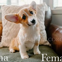 Luna - Red female Pembroke Welsh Corgi puppy in Bend, Oregon from Highland Meadow Corgis