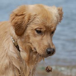 Goose - Golden Retriever