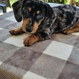 Liz Taylor - Black and tan Dachshund puppy in Sarasota County, Florida from Donna's Mini Joys