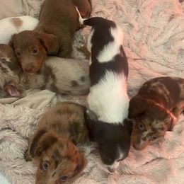 Australian Shepherds, Dachshunds, and Poodles from Jillian's Pups