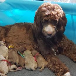 Roxy - Goldendoodle