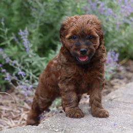 Missy - Red female Whoodle puppy in West Bend, Iowa from Blue Skies Terriers