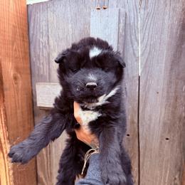 Girl 1 - Black and white female Siberian Husky puppy in Iron River, Wisconsin from Wiemeri Siberians