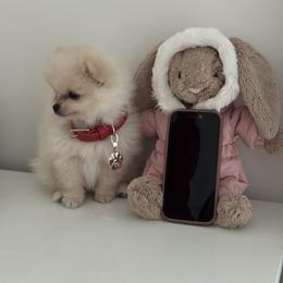 Angel (Toy Pomeranian) - White male Pomeranian puppy in Glendale, California from Los Angeles Teacup Yorkie
