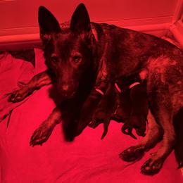 German Shepherd Puppies from Paws Of Germany