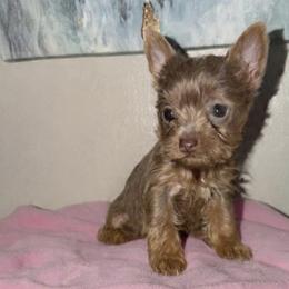 Paris - Chocolate and tan female Yorkshire Terrier puppy in Orlando, Florida from Everyonelovesyorkies