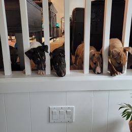 Bull Terrier Puppies from The Noble Bull Terriers
