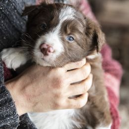 Border Collie Puppies from Stone Garden Border Collies
