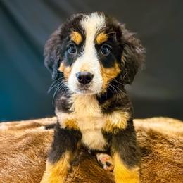 Timmy - Tri-color male Bernese Mountain Dog puppy in Alabama from Dogwood Creek Bernese