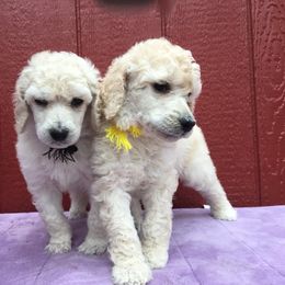 Poodle Puppies from Gwynt Standard Poodles