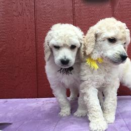 Poodle Puppies from Gwynt Standard Poodles