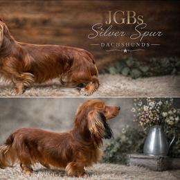 Rubert - Dachshund