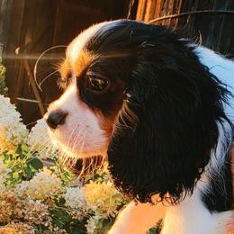 Montauk aka Monty - Tri-color male Cavalier King Charles Spaniel puppy in Watsontown, Pennsylvania from Huntsman Cavaliers