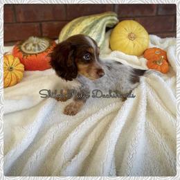 Dachshund Puppies from Shiloh Ridge Dachshunds