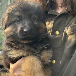 I call her Maggie - Bi-color female German Shepherd puppy in Shelbyville, Tennessee from What a Heart Wants