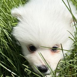 American Eskimo Dogs from Ketura’s Angels Kennels