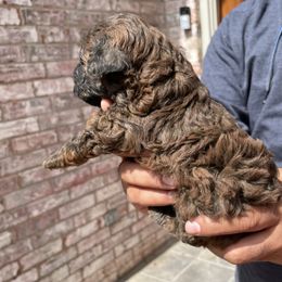 Pekingese and Poodle Puppies from Dogs lovers