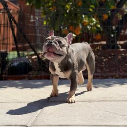 Thor - French Bulldog