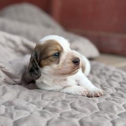 Dachshund Puppies from TG Dachshunds