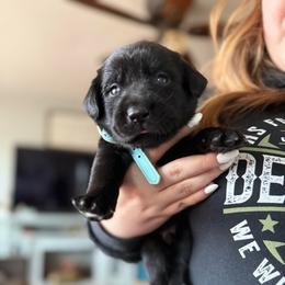 Light- blue new collar  male - Black male Labrador Retriever puppy in Moore, Oklahoma from Okiehuntinboyz Labrador Retrievers