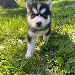 Pomsky Puppies from Creeden Prairie Pomsky’s