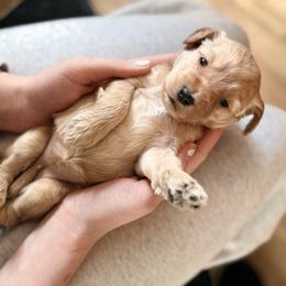 Blondie - Cream female Cockapoo puppy in Denver, Pennsylvania from Greenview Puppies