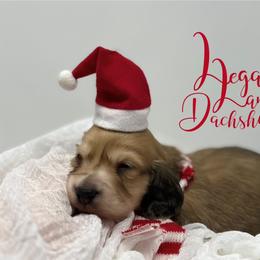 Dachshund Puppies from Legacy Lane Dachshunds