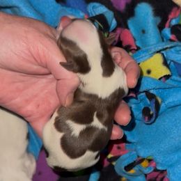 Male Parti - Tan and white male Yorkshire Terrier puppy in Des Moines, Iowa from Diamond Yorkshire Terriers