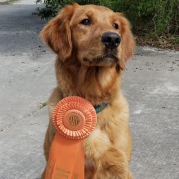 Golden Retrievers from Dotti Mikeska