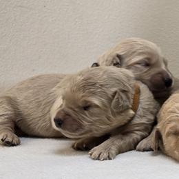 Boy 2 - male Goldendoodle puppy in Milford, Michigan from Servant Kennel
