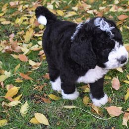 Bernedoodle Puppies from Belly Rubs