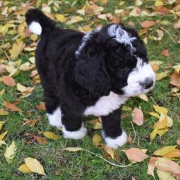 Bernedoodle Puppies from Belly Rubs