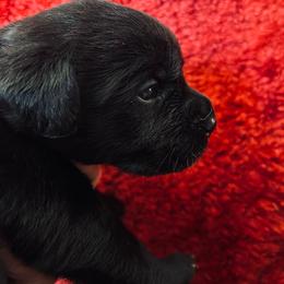 Girl 1 - First Pick - Black female Labrador Retriever puppy in Beaverdam, Virginia from Gold Heart Labradors
