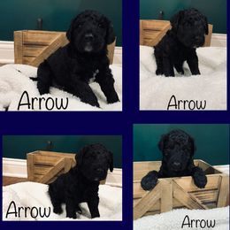 Goldendoodle Puppies from Cruella’s Doodles