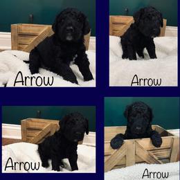 Goldendoodle Puppies from Cruella’s Doodles