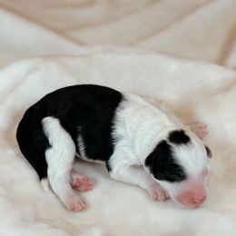 Chai - Black and white female Sheepadoodle puppy in Cleveland, Tennessee from Narrow Path Old English & Sheepadoodles