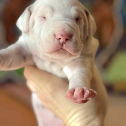 Male 1 - White and liver brown male Dalmatian puppy in Lake Mathews, California from Bully Market