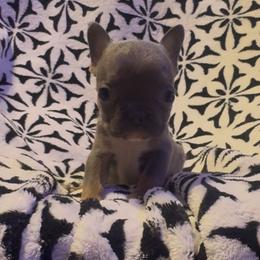 Girl 3 - Blue female French Bulldog puppy in Gerber, California from In The Zone Dog Training and Breeding