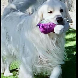 SKY - Golden Retriever