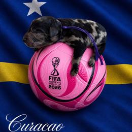 Curaçao - Merle female Goldendoodle puppy in Houston, Texas from Were The Mack'Doodles