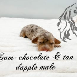 Sam - Dapple male Dachshund puppy in Prairieville, Louisiana from Southern Barron Danes & Dachshunds