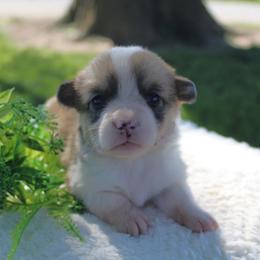 Shanae - Sable female Pembroke Welsh Corgi puppy in North Manchester, Indiana from Covered Bridge Corgis