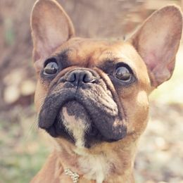 French Bulldogs from Wild Horse Frenchies