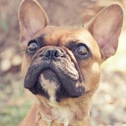 French Bulldogs from Wild Horse Frenchies