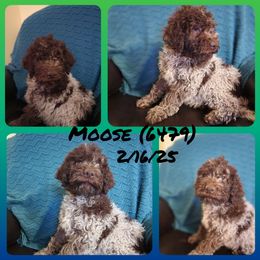 Moose - Brown roan Lagotto Romagnolo puppy in Chuckey, Tennessee from Willow Creek Kennels
