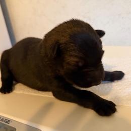 Veronica - Sable female German Shepherd puppy in Winterport, Maine from Vom Stevens Old Fashioned German Shepherds