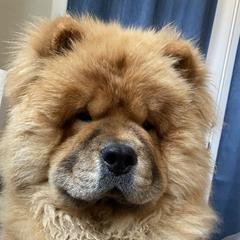 Gatsby - Chow Chow
