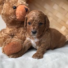 Twigs - Red male Cavapoo puppy in Orrstown, Pennsylvania from Pawfect Fur Friends