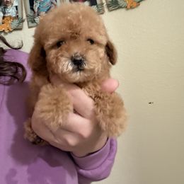 Jr - Apricot male Assorted Doodle Crosses puppy in San Jacinto, California from Goldens and Doodles